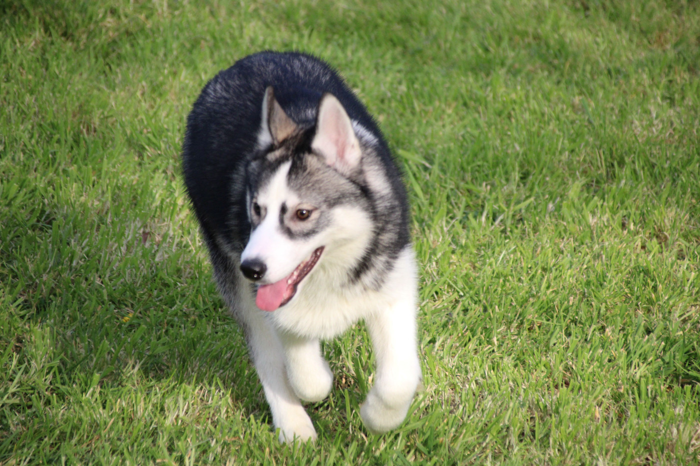 Des Legendes Du Triskel - Chiots disponibles - Siberian Husky
