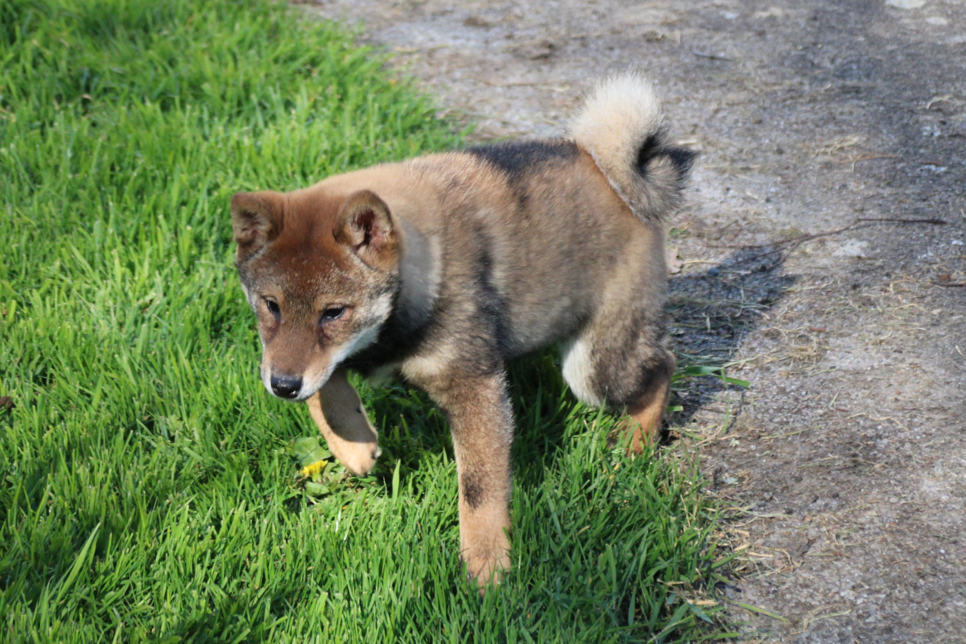 Des Legendes Du Triskel - Chiots disponibles - Shiba
