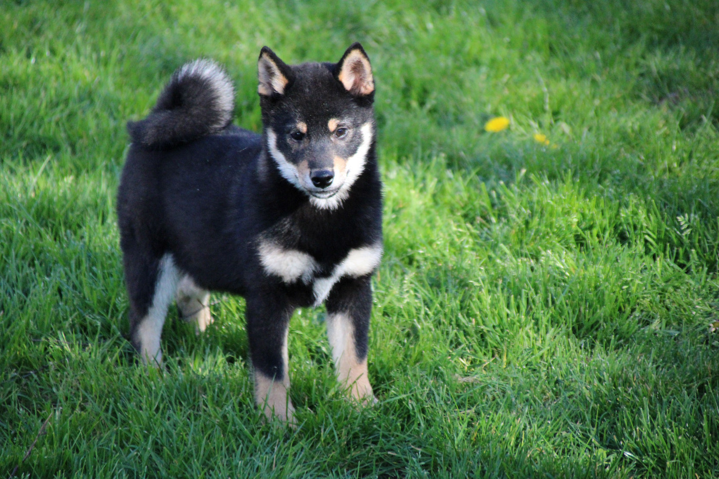 Des Legendes Du Triskel - Chiots disponibles - Shiba