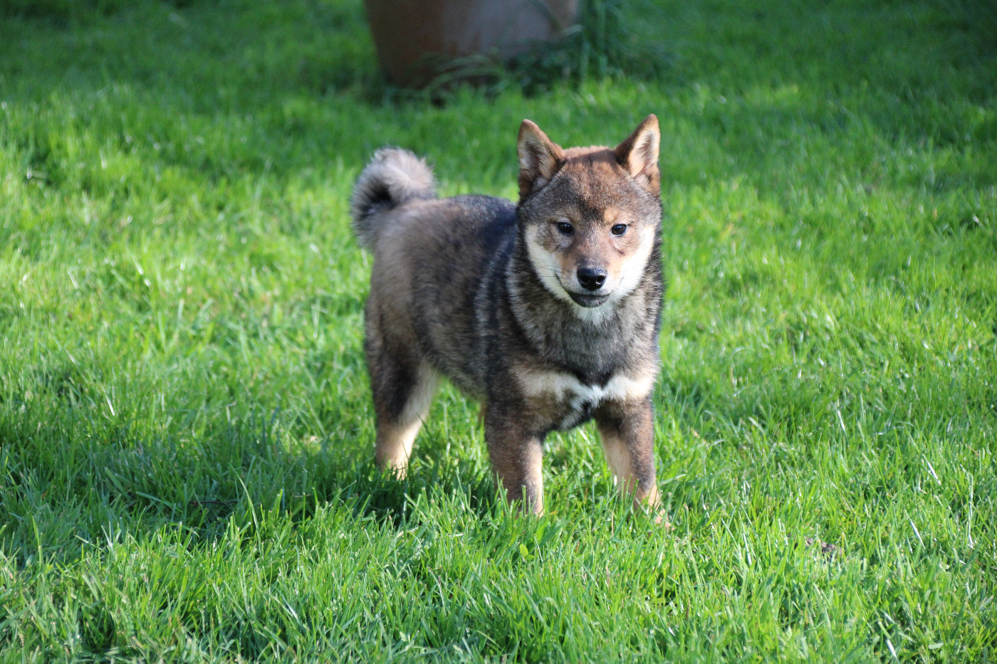 Des Legendes Du Triskel - Chiots disponibles - Shiba