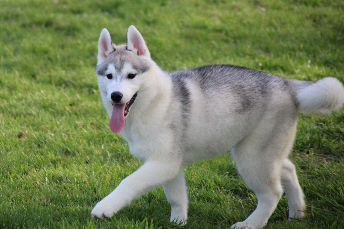 Des Legendes Du Triskel - Chiots disponibles - Siberian Husky