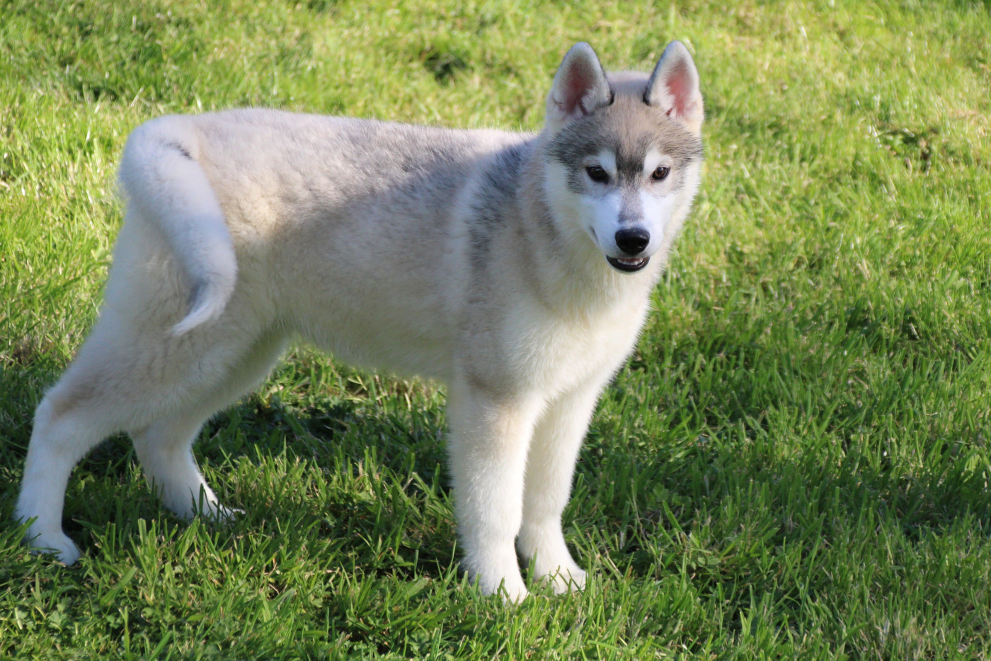 Des Legendes Du Triskel - Chiots disponibles - Siberian Husky