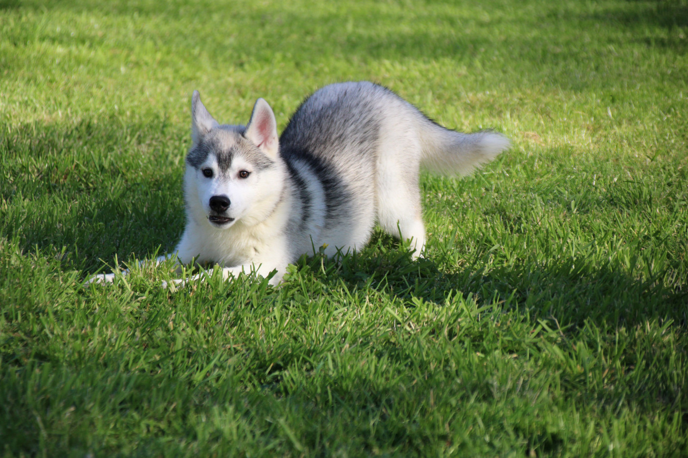 Des Legendes Du Triskel - Chiots disponibles - Siberian Husky