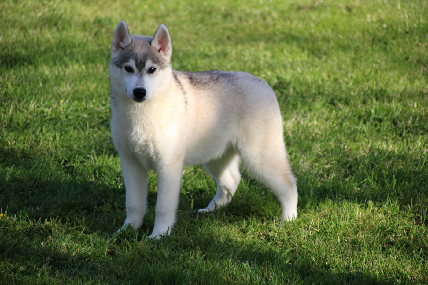 Des Legendes Du Triskel - Chiots disponibles - Siberian Husky