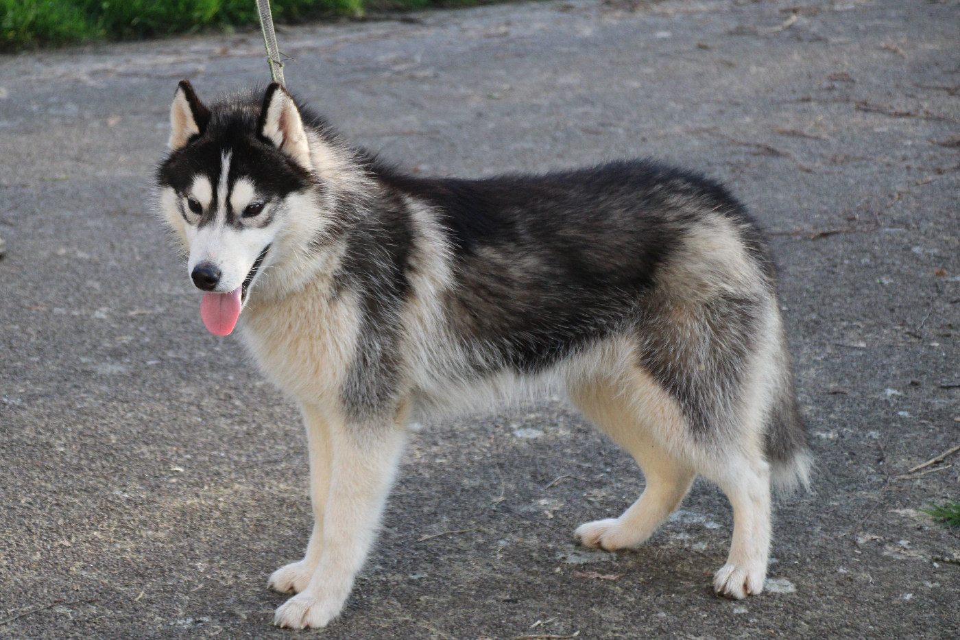 Des Legendes Du Triskel - Chiots disponibles - Siberian Husky