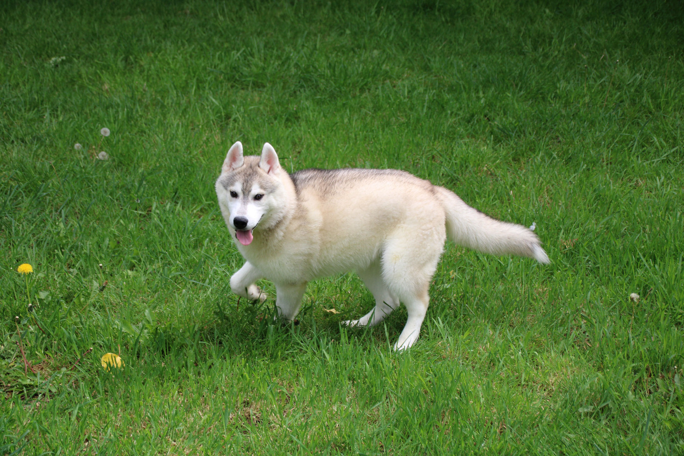 Des Legendes Du Triskel - Chiots disponibles - Siberian Husky