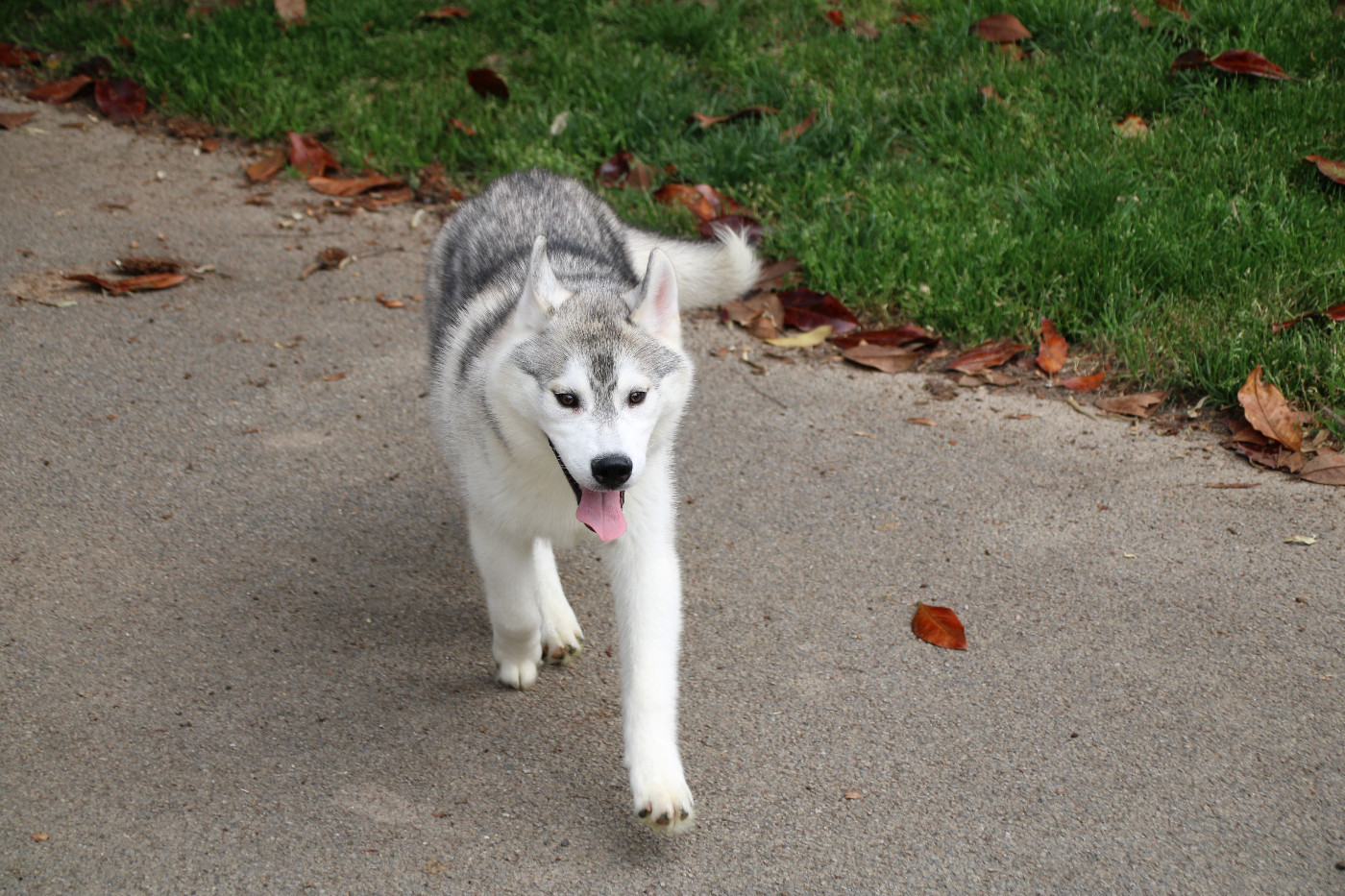 Des Legendes Du Triskel - Chiots disponibles - Siberian Husky