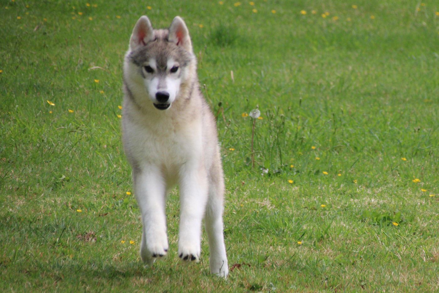 Des Legendes Du Triskel - Chiots disponibles - Siberian Husky