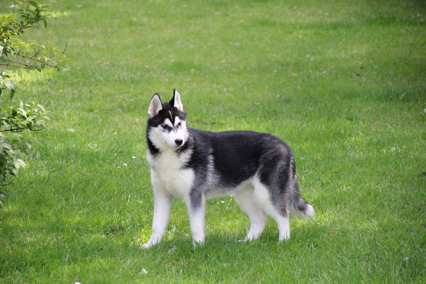 Des Legendes Du Triskel - Chiots disponibles - Siberian Husky