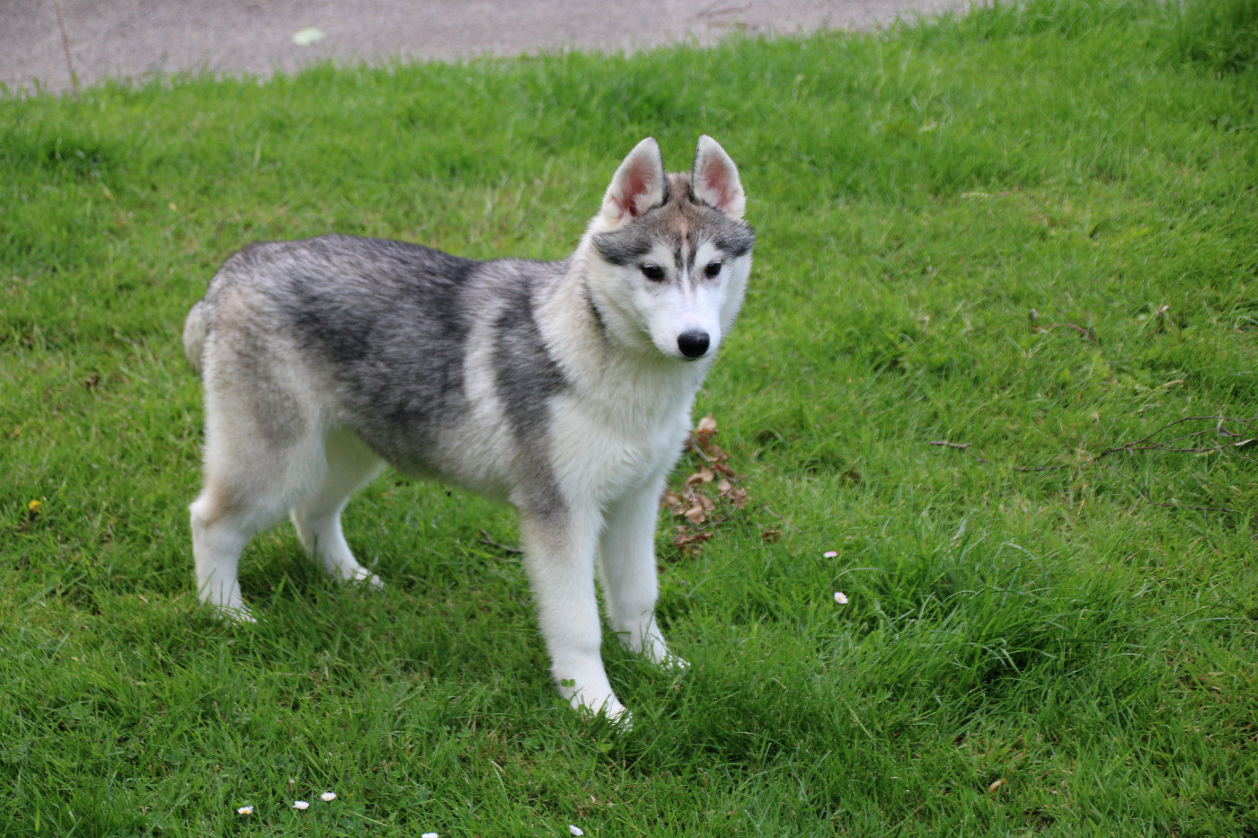 Des Legendes Du Triskel - Chiots disponibles - Siberian Husky