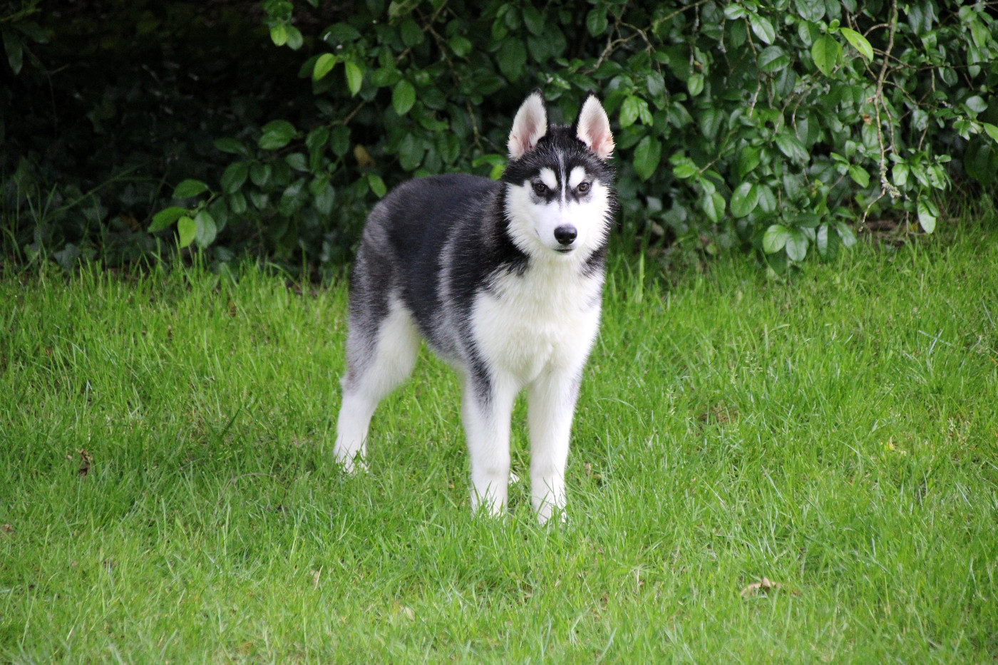Des Legendes Du Triskel - Chiots disponibles - Siberian Husky