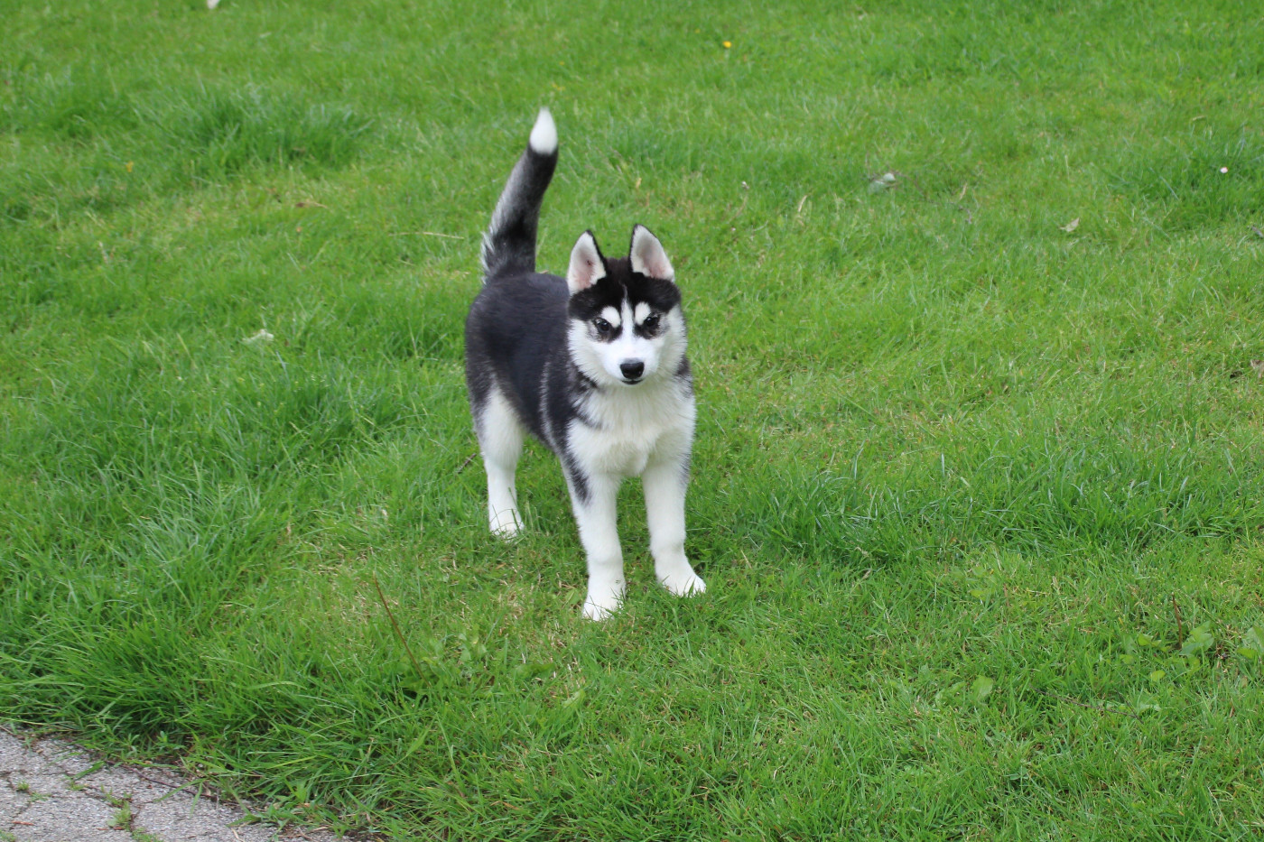 Des Legendes Du Triskel - Chiots disponibles - Siberian Husky