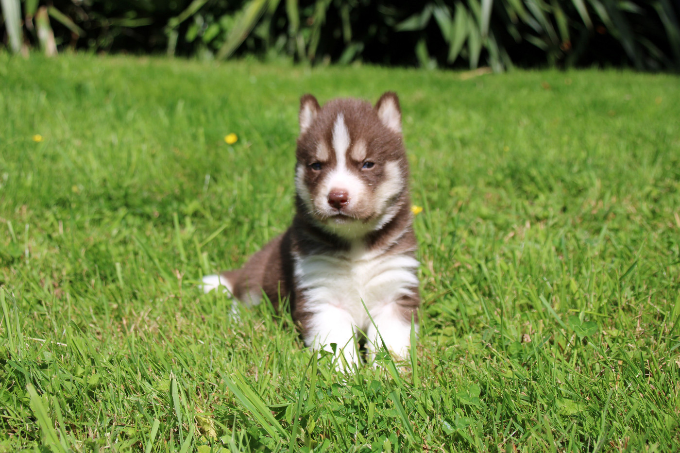 Des Legendes Du Triskel - Chiots disponibles - Siberian Husky