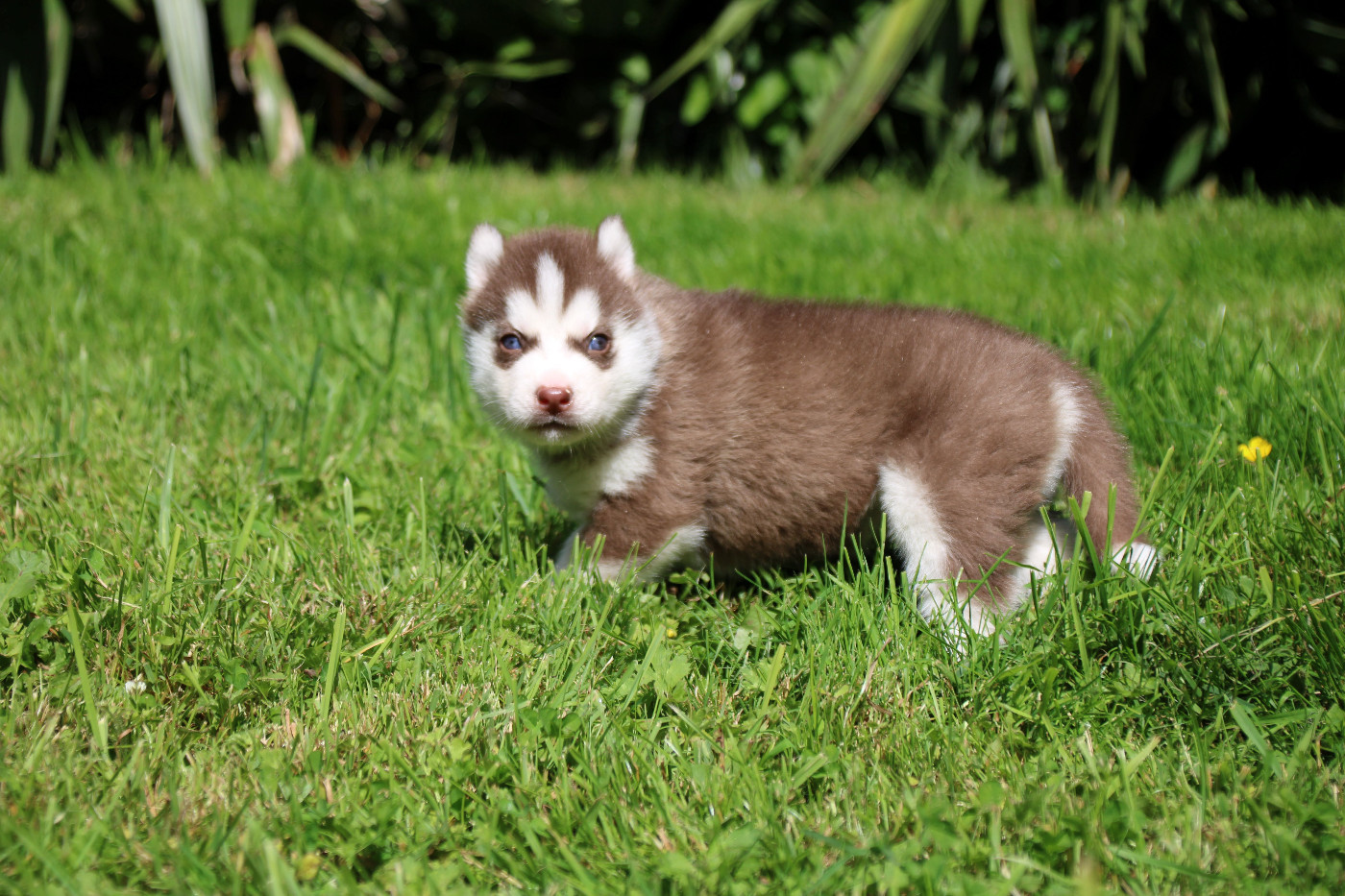 Des Legendes Du Triskel - Chiots disponibles - Siberian Husky