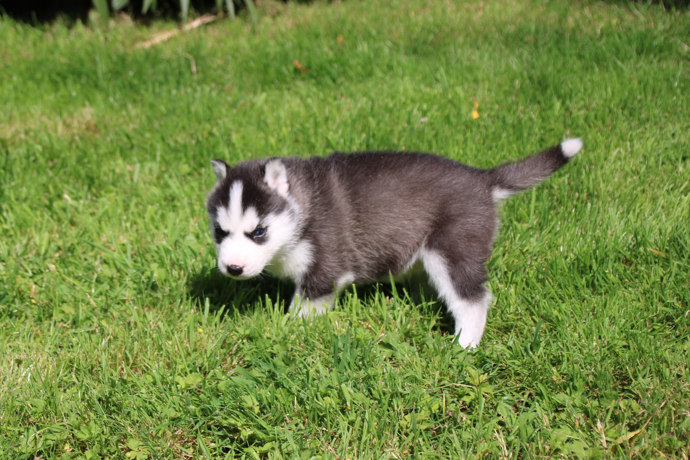 Des Legendes Du Triskel - Chiots disponibles - Siberian Husky