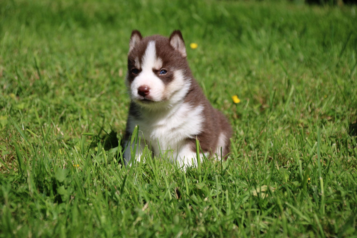 Des Legendes Du Triskel - Chiots disponibles - Siberian Husky