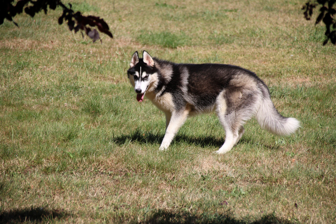 Des Legendes Du Triskel - Chiots disponibles - Siberian Husky