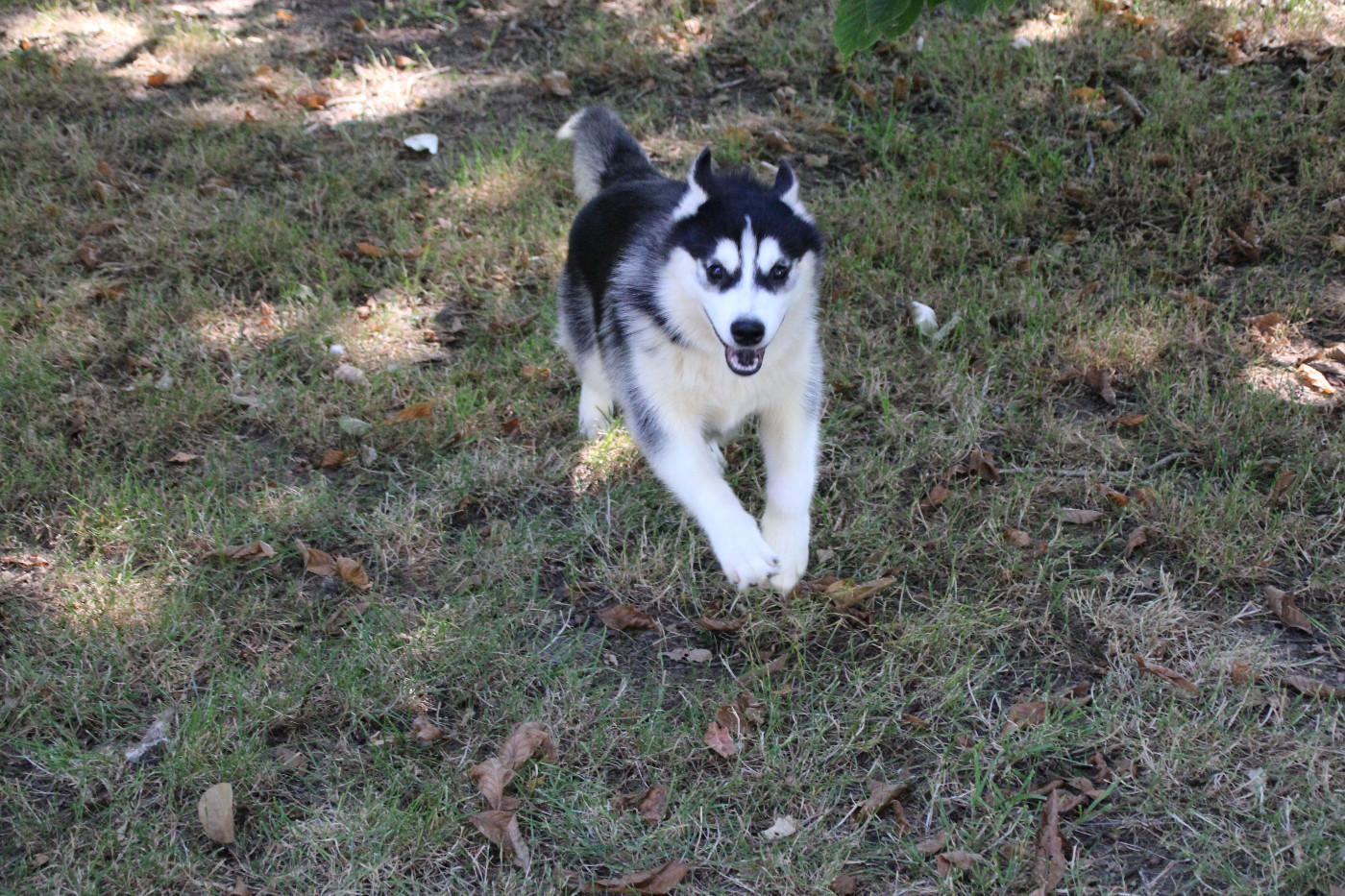 Des Legendes Du Triskel - Chiots disponibles - Siberian Husky