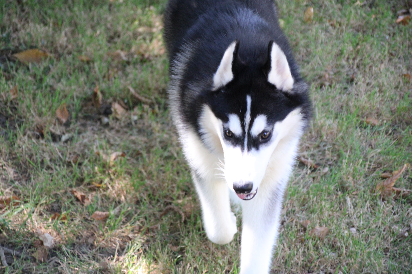 Des Legendes Du Triskel - Chiots disponibles - Siberian Husky