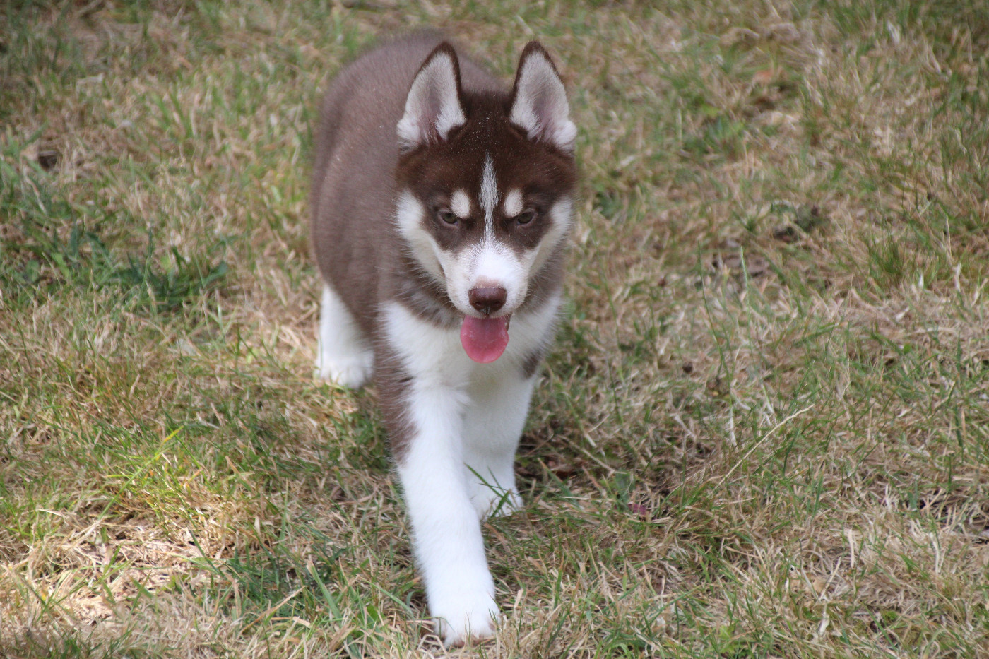 Des Legendes Du Triskel - Chiots disponibles - Siberian Husky