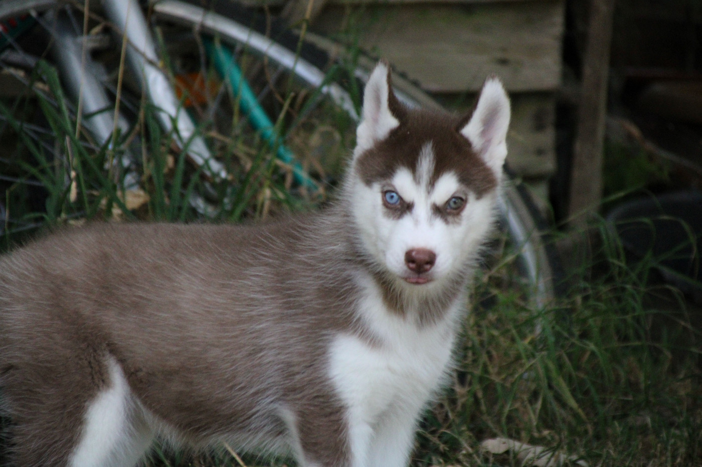 Des Legendes Du Triskel - Chiots disponibles - Siberian Husky