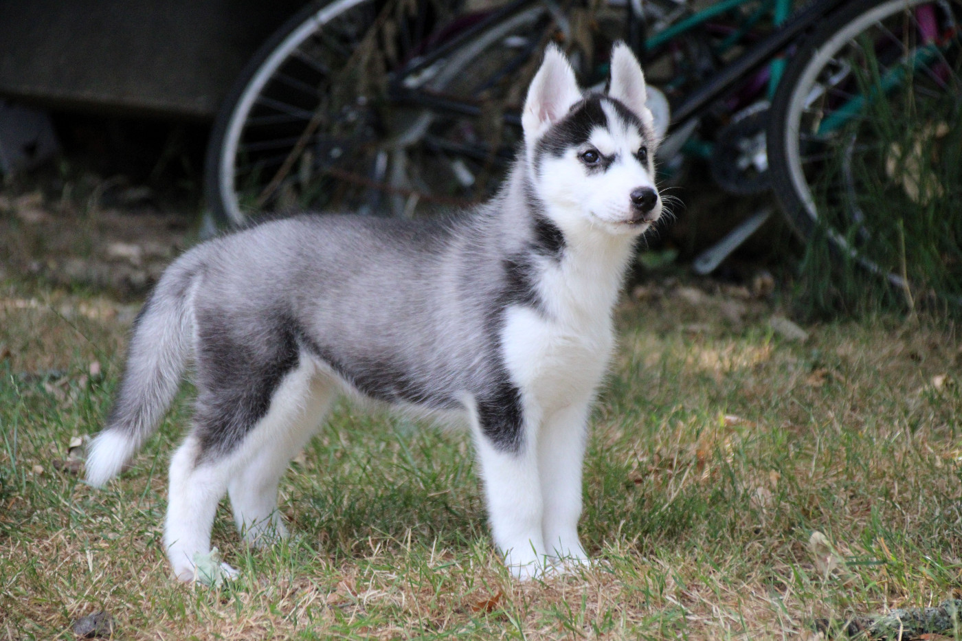 Des Legendes Du Triskel - Chiots disponibles - Siberian Husky