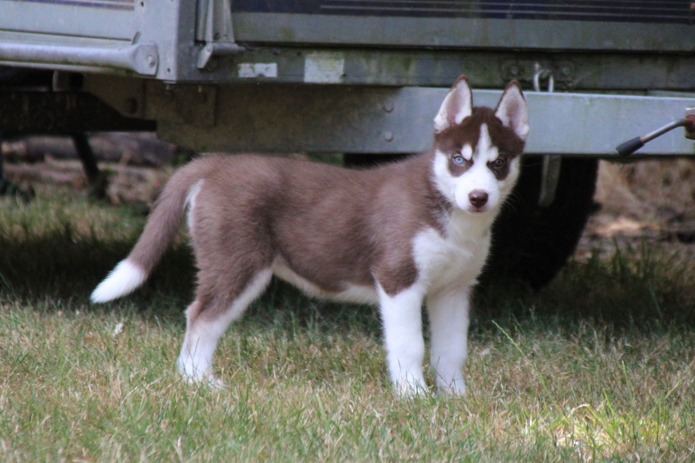 Des Legendes Du Triskel - Chiots disponibles - Siberian Husky