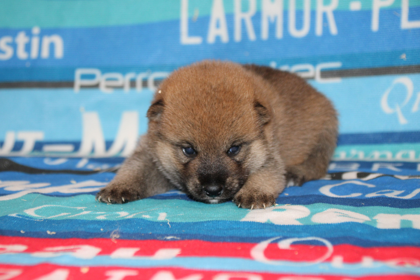 Des Legendes Du Triskel - Chiots disponibles - Shiba