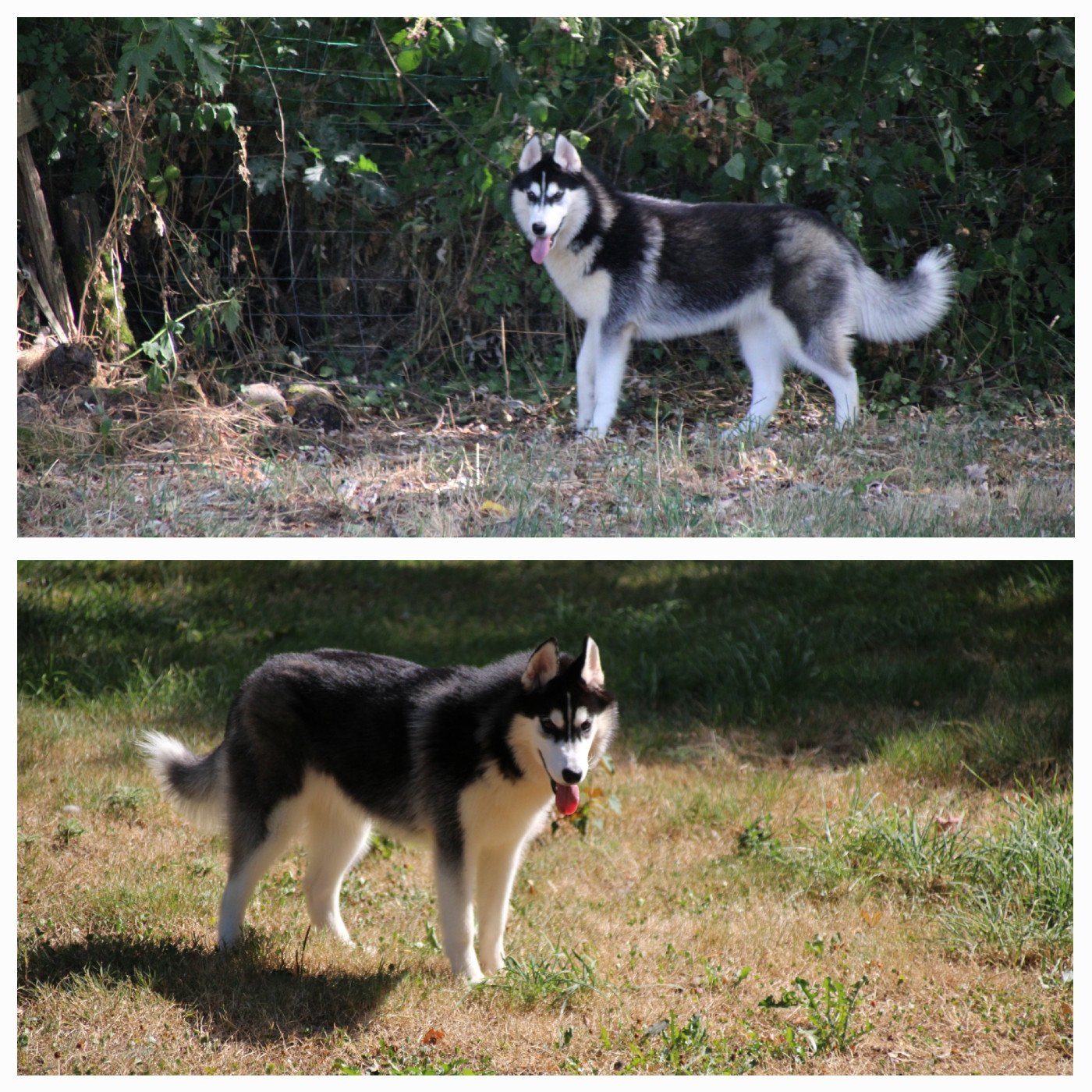 Des Legendes Du Triskel - Chiots disponibles - Siberian Husky