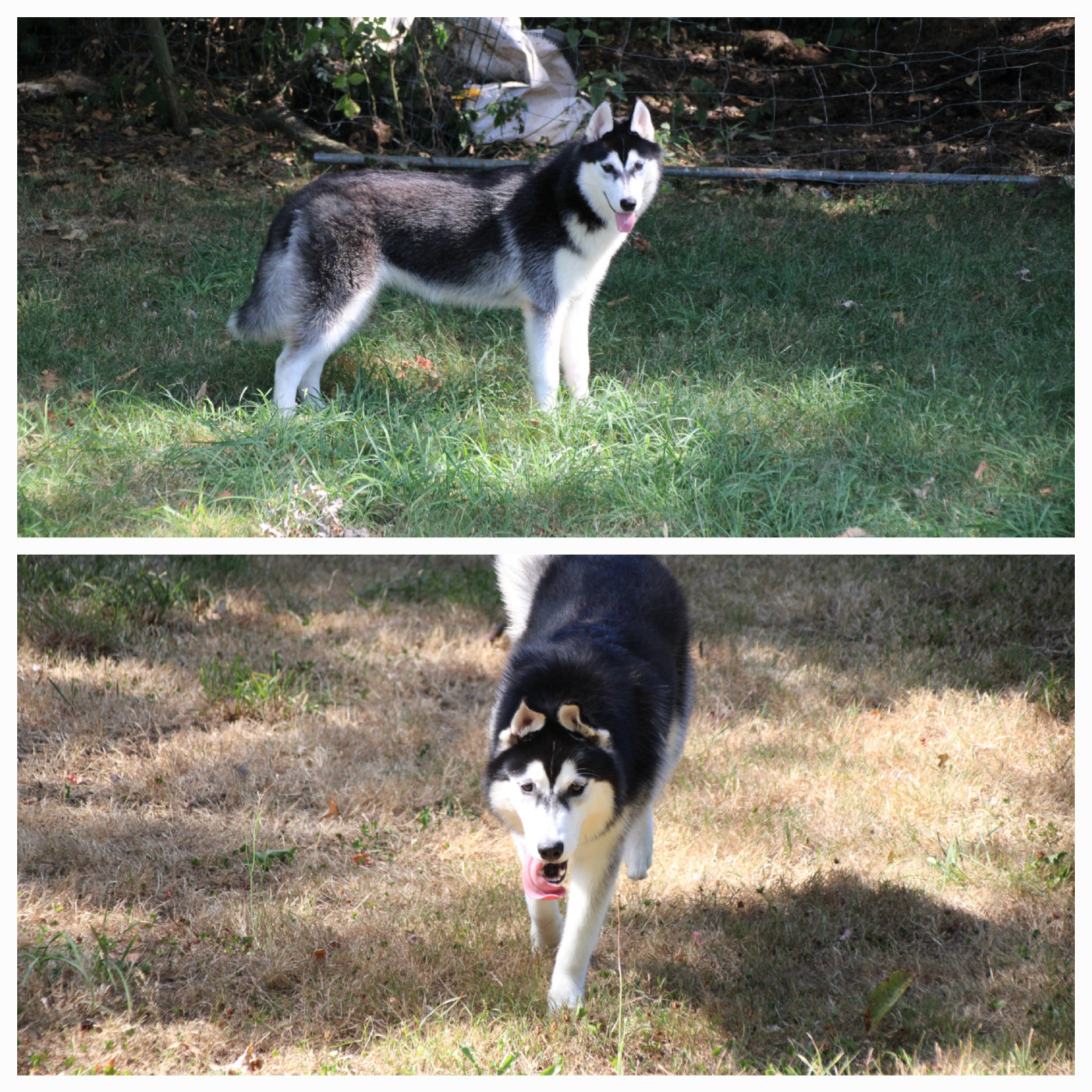 Des Legendes Du Triskel - Chiots disponibles - Siberian Husky