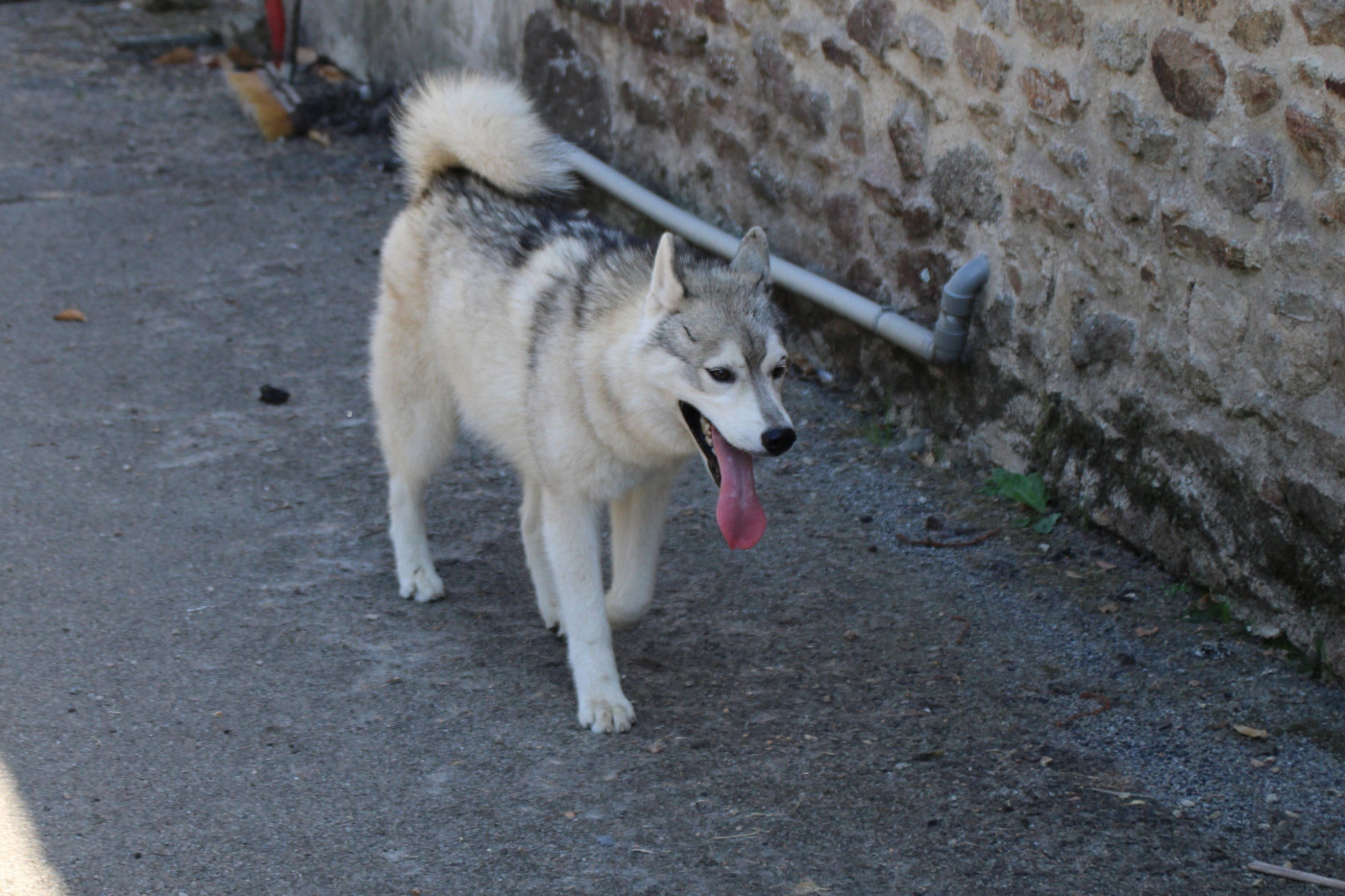 Des Legendes Du Triskel - Chiots disponibles - Siberian Husky