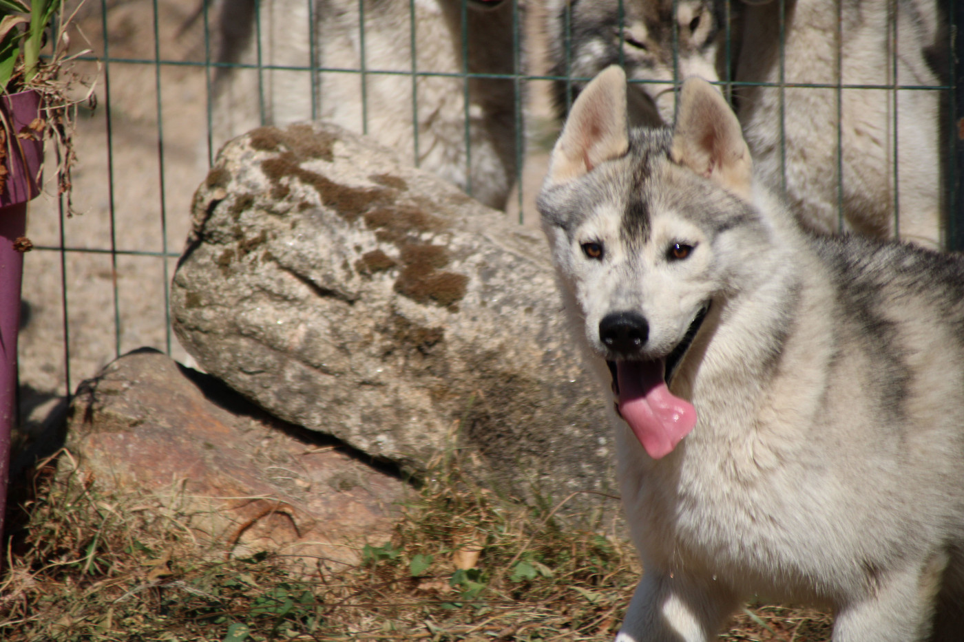 Des Legendes Du Triskel - Chiots disponibles - Siberian Husky