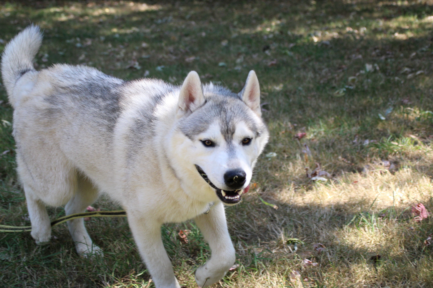 Des Legendes Du Triskel - Chiots disponibles - Siberian Husky