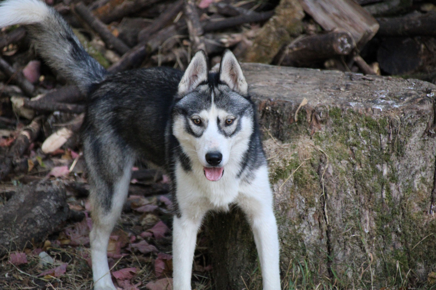 Des Legendes Du Triskel - Chiots disponibles - Siberian Husky