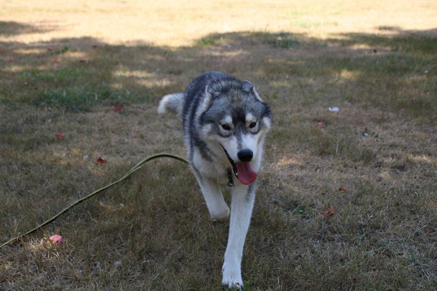 Des Legendes Du Triskel - Chiots disponibles - Siberian Husky