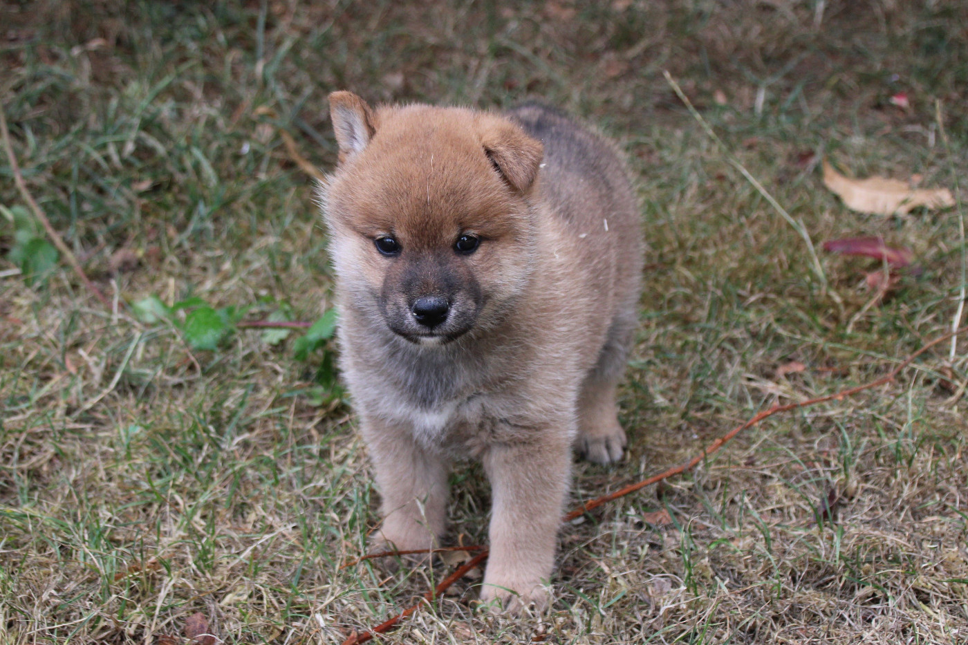 Des Legendes Du Triskel - Chiots disponibles - Shiba