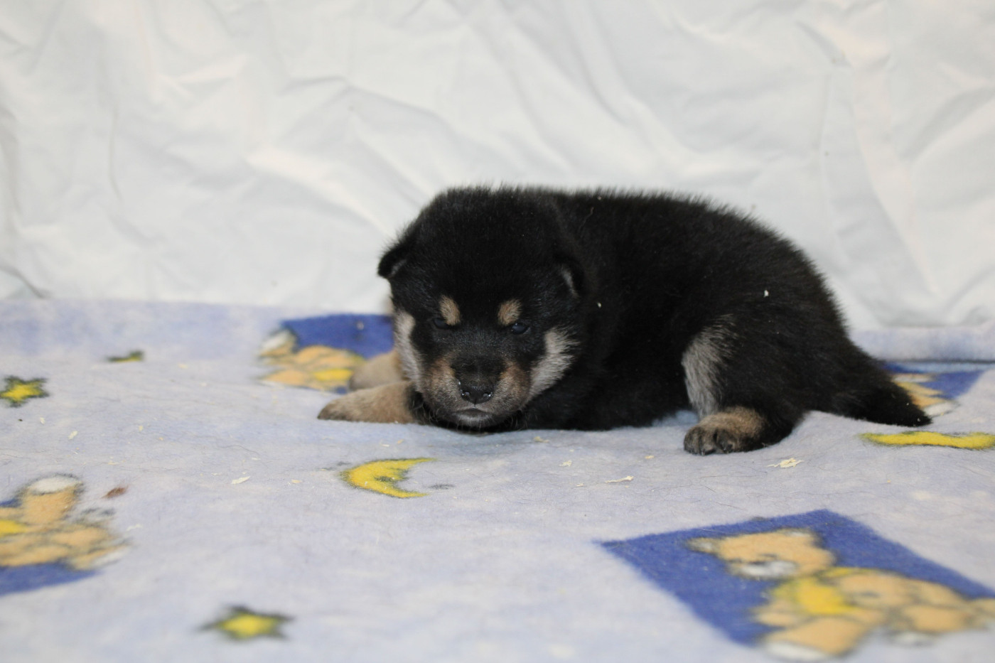 Des Legendes Du Triskel - Chiots disponibles - Shiba