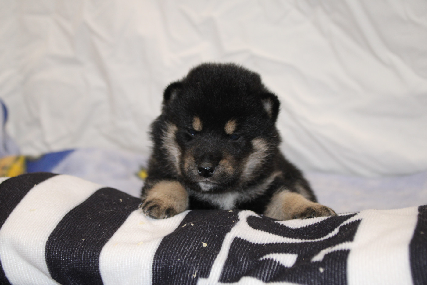 Des Legendes Du Triskel - Chiots disponibles - Shiba