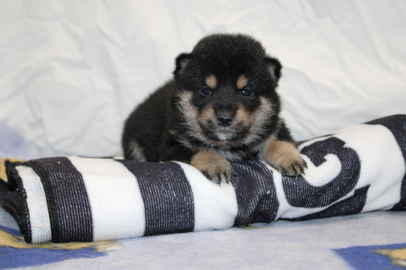 Des Legendes Du Triskel - Chiots disponibles - Shiba