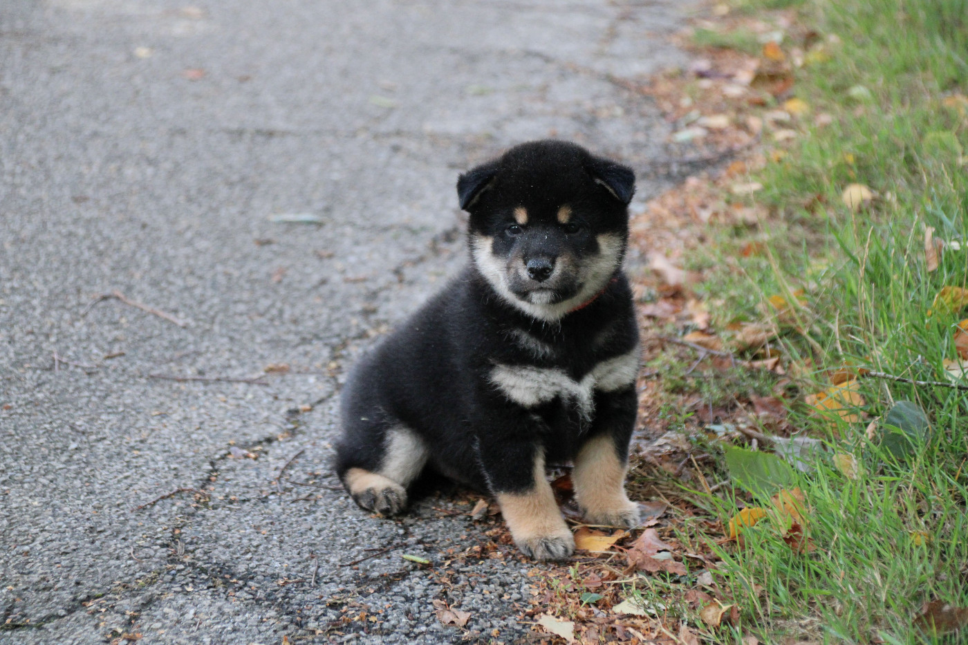 Des Legendes Du Triskel - Chiots disponibles - Shiba