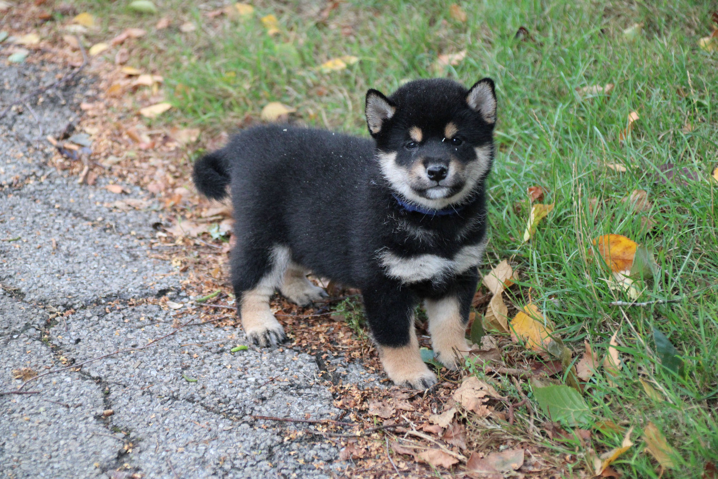 Des Legendes Du Triskel - Chiots disponibles - Shiba