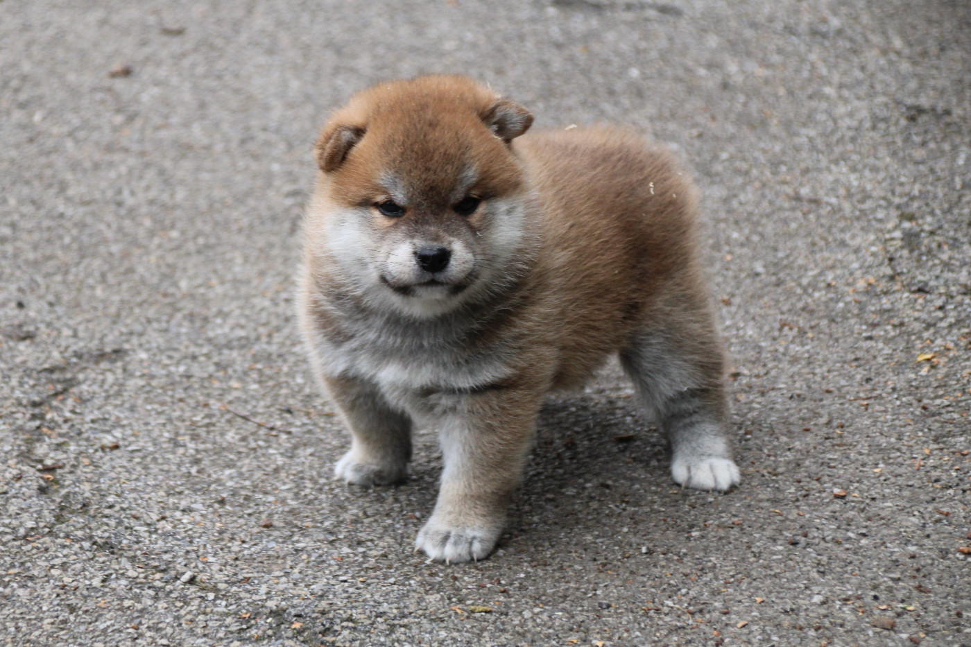 Des Legendes Du Triskel - Chiots disponibles - Shiba