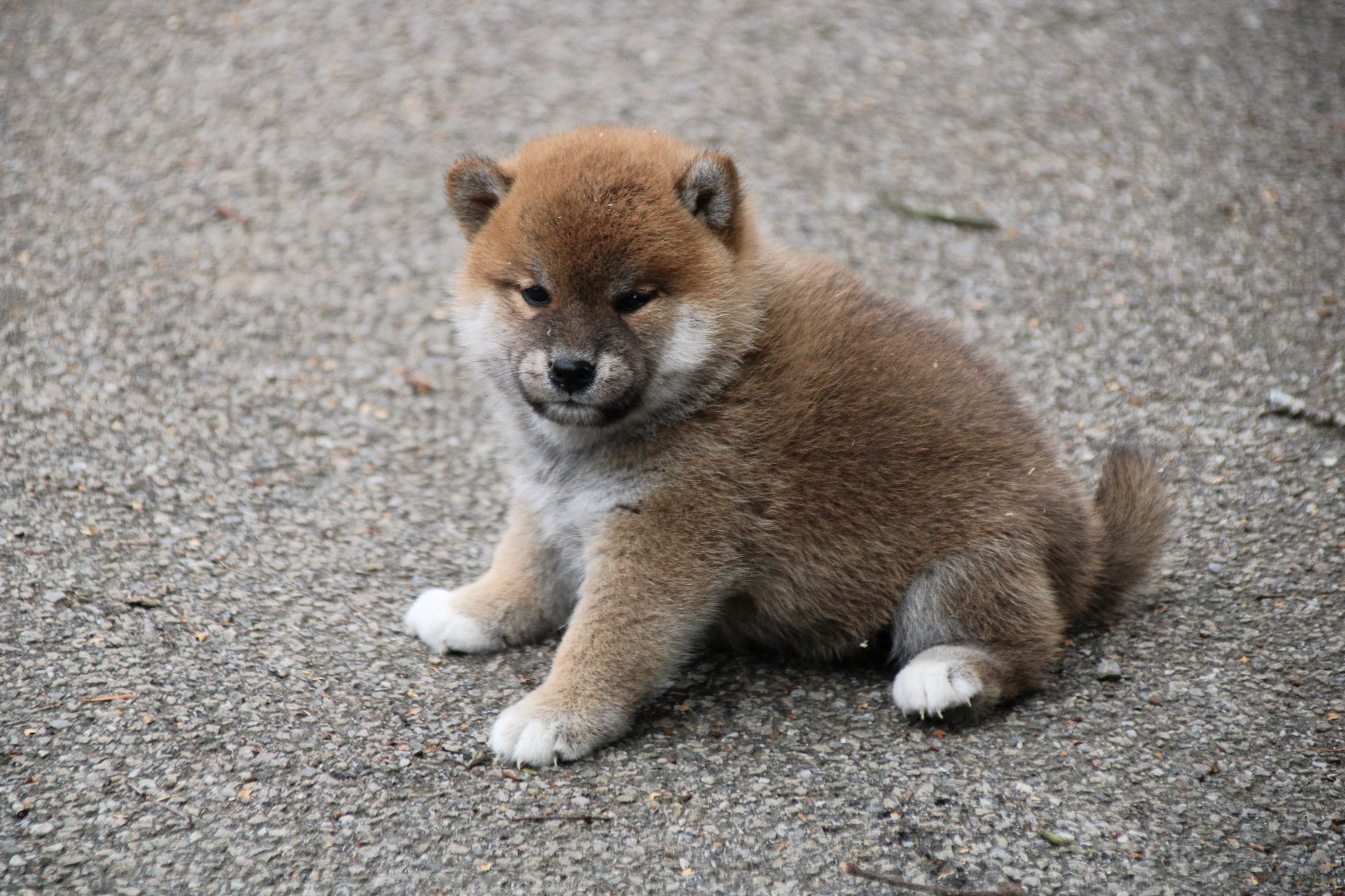 Des Legendes Du Triskel - Chiots disponibles - Shiba