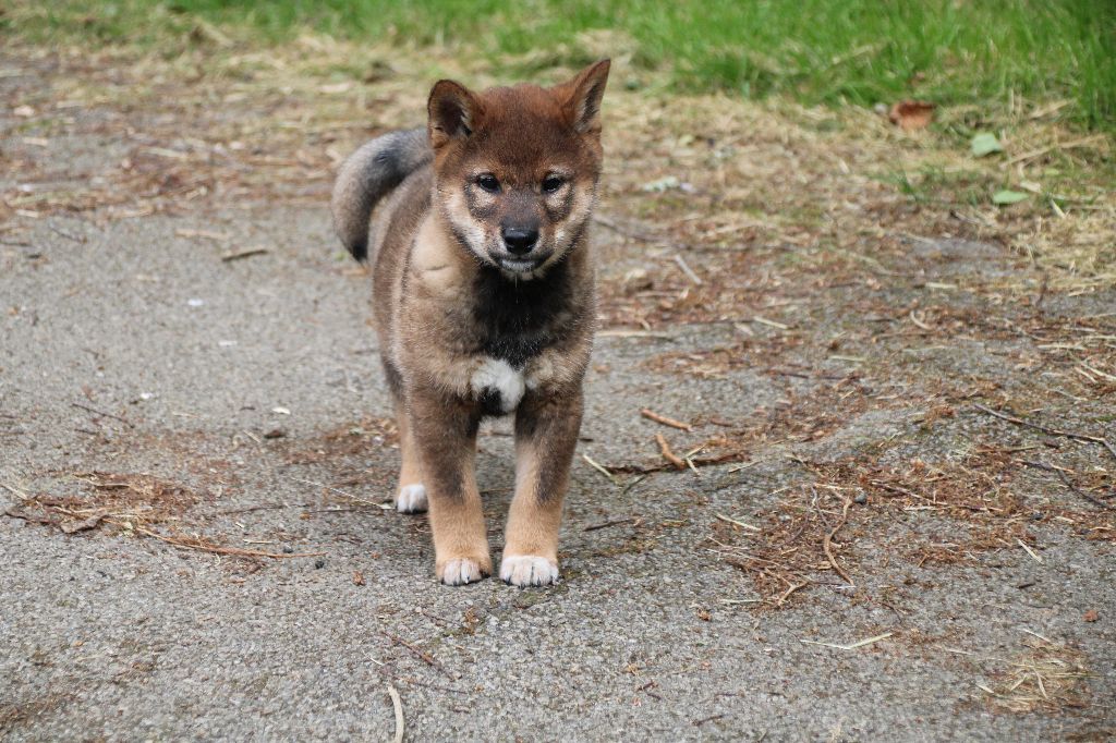Des Legendes Du Triskel - Chiots disponibles - Shiba