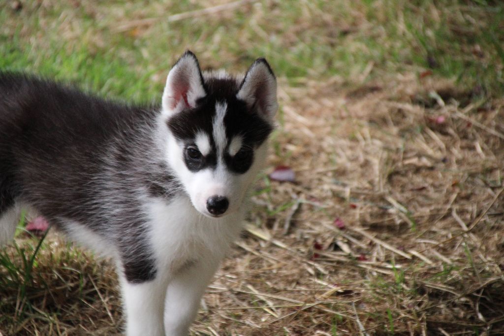 Des Legendes Du Triskel - Chiots disponibles - Siberian Husky