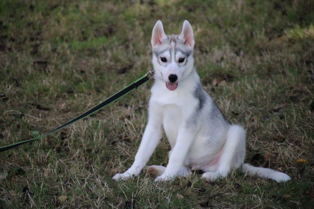 Des Legendes Du Triskel - Chiots disponibles - Siberian Husky