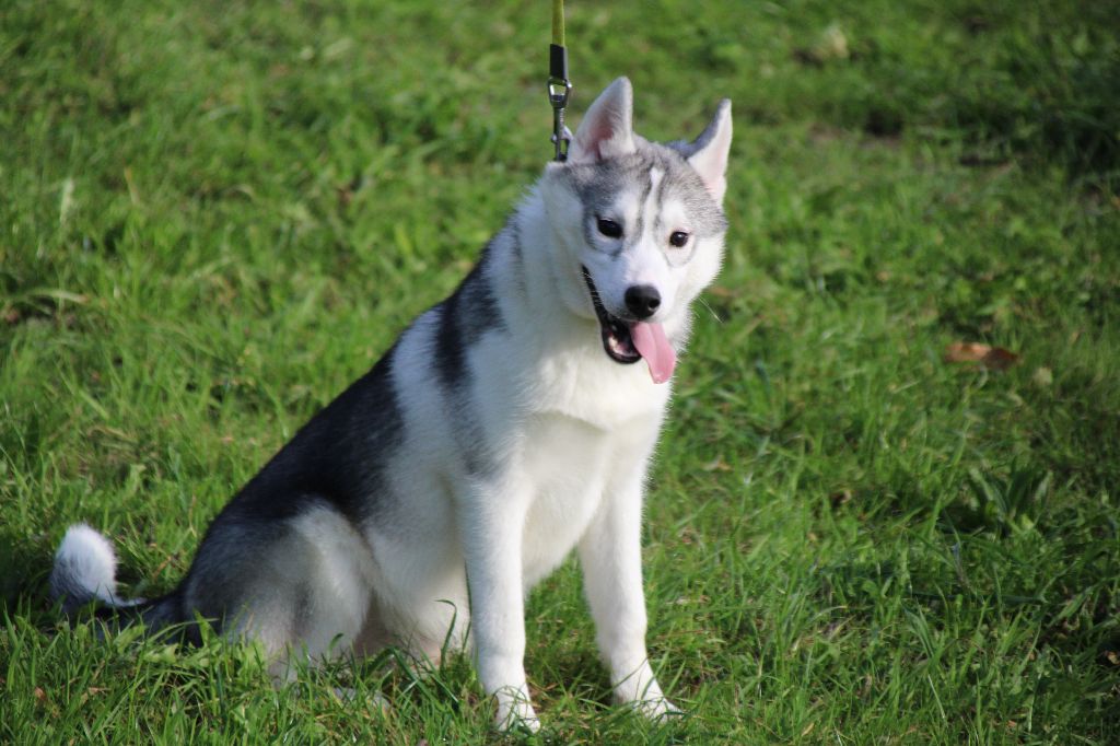 Des Legendes Du Triskel - Chiots disponibles - Siberian Husky