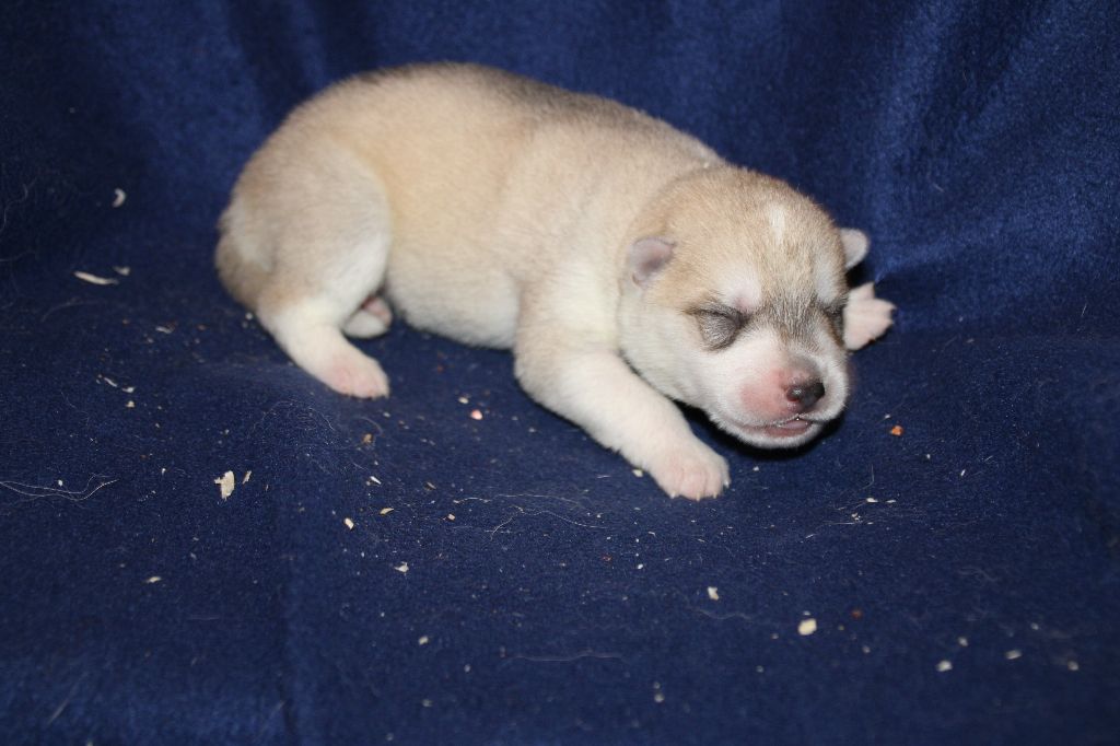 Des Legendes Du Triskel - Chiots disponibles - Siberian Husky