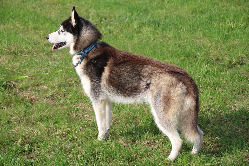 Des Legendes Du Triskel - Chiots disponibles - Siberian Husky