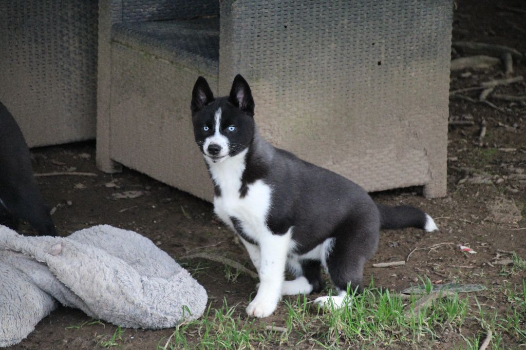 CHIOT 7 noire yeux bleus